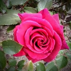 Meet your Posher, Wendy